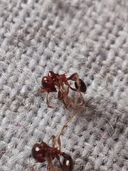 Lophomyrmex