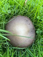 Agaricus bitorquis