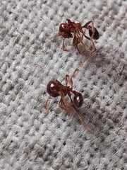 Lophomyrmex