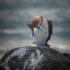 Sula nebouxii excisa