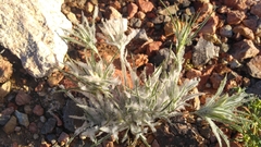 Munroa squarrosa