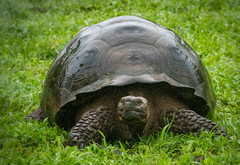 Chelonoidis niger