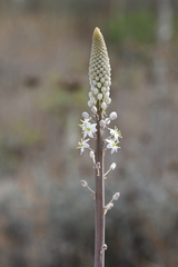 Drimia glaucophylla