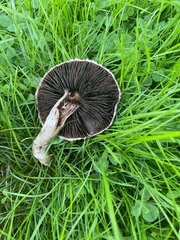 Agaricus bitorquis
