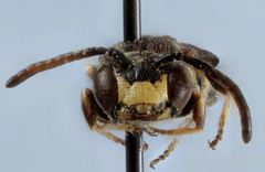 Protandrena andrenoides