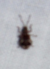 Pseudoedophrys hilleri