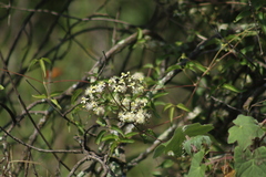 Clematis dioica