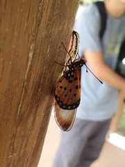 Acraea neobule neobule