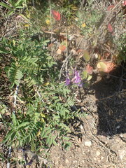 Astragalus suffruticosus
