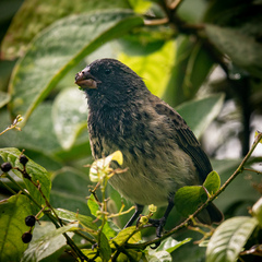 Platyspiza crassirostris