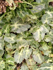 Eryngium variifolium