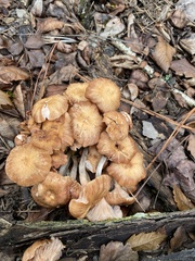 Desarmillaria