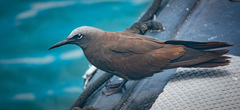 Anous stolidus galapagensis