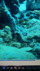 Hippocampus reidi