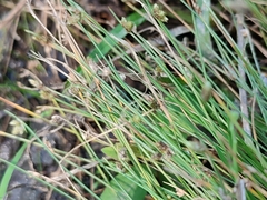 Isolepis setacea