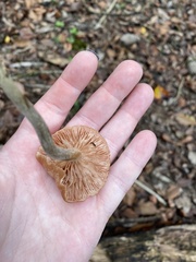 Desarmillaria