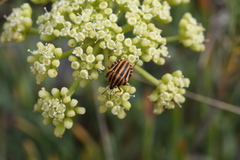 Graphosoma italicum