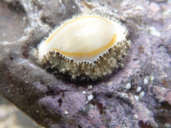 Monetaria annulus