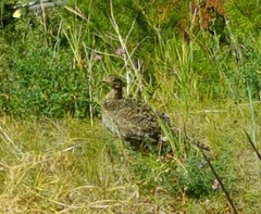 Dendragapus obscurus