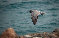 Leucophaeus fuliginosus