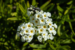 Heliotropium stenophyllum