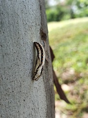 Acraea neobule neobule