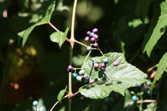 Ampelopsis