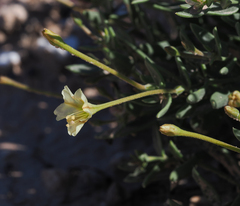 Acleisanthes lanceolata