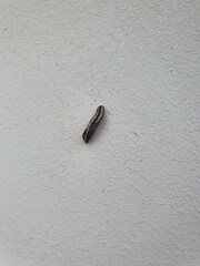 Acraea neobule neobule