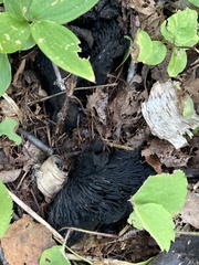 Asterophora lycoperdoides