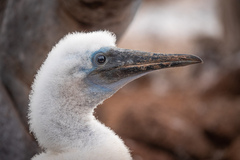 Sula nebouxii excisa