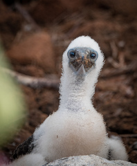 Sula nebouxii excisa