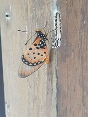 Acraea neobule neobule