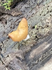 Gyromitra infula