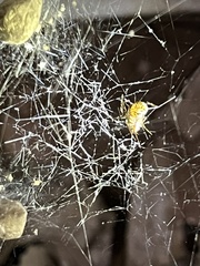 Parasteatoda tepidariorum