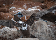 Sula nebouxii excisa