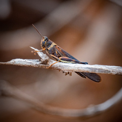 Schistocerca melanocera
