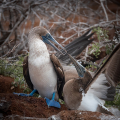 Sula nebouxii excisa