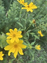 Bidens aristosa