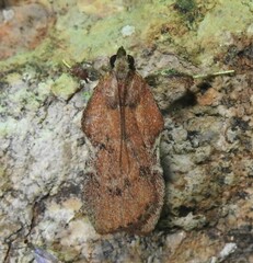 Galasa nigripunctalis