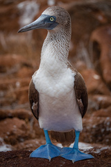 Sula nebouxii excisa