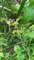 Euthamia caroliniana