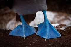 Sula nebouxii excisa