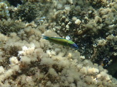 Thalassoma pavo