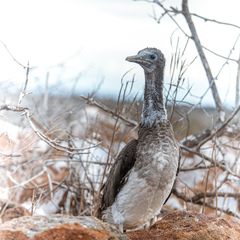 Sula nebouxii excisa