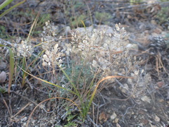 Odontarrhena obovata