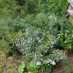 Symphyotrichum cordifolium