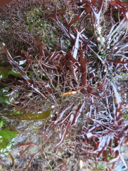 Lomentaria hakodatensis