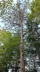 Pinus nigra