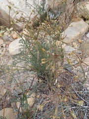 Pelargonium anethifolium
